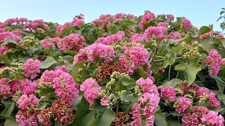 growing dombeya seminole mountain hydrangea gardendesign plants flowers garden [upl. by Simonne602]