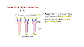 SELF INCOMPATIBILITY  BSc Agriculture  Plant Breeding [upl. by Aneela]