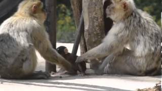 Putziger Affennachwuchs im Zoo Aschersleben [upl. by Sherie361]