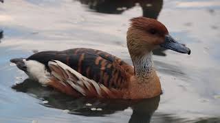 Fulvous whistling duck gender determination by listening to their call [upl. by Fidole]