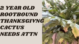 How to Repot Thanksgiving Cactus Lets repot this rootbound 2 year old Cactus [upl. by Clementis]