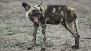 WILD DOG  ASL  American Sign Language [upl. by Berthold322]