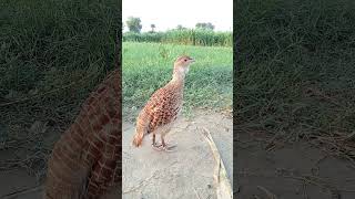 Grey Francolin Voice  Teetar ki Awaz [upl. by Kantos]