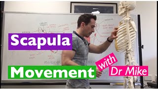 Scapula Movement  Functional Anatomy [upl. by Lehctim]