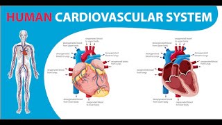 Introduction of Cardio Vascular System  Technician Hari [upl. by Fraya]