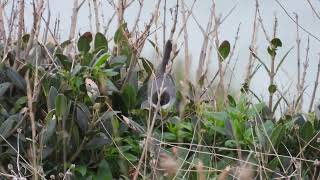 Sardinian Warbler Occhiocotto Sylvia melanocephala [upl. by Adnalram]