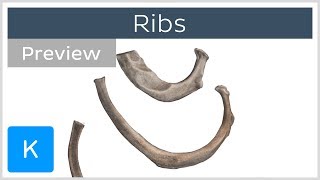 Ribs preview  Types Location amp Landmarks  Human Anatomy  Kenhub [upl. by Soll402]