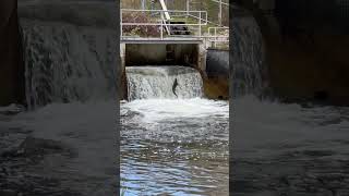 Salmon Jump at Bowmanville 三文魚躍跳舞動越龍門 [upl. by Ausoj]