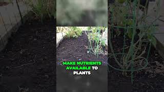 Unlock Your Gardens Potential The Key to Rich Organic Soil  Shorts [upl. by Anrym818]