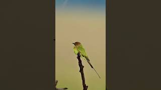 Merops Green Bee Eater birds wildlife photography [upl. by Fabe]