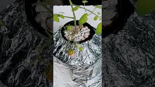 ✅Worlds Cheapest Hydroponic System  DIY IN MINUTES [upl. by Palocz572]