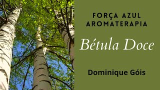 Bétula Doce  Betula lenta [upl. by Benilda3]