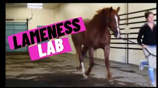 Lameness Lab 1 Is this horse lame [upl. by Atilamrac]