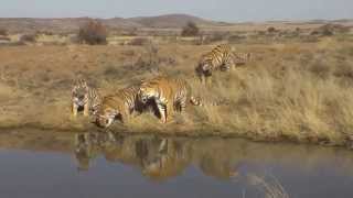 Tiger Canyon Reserva de tigres en South Africa [upl. by Dahsraf]