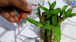 How to arrange lucky bamboo plant [upl. by Ashlin]