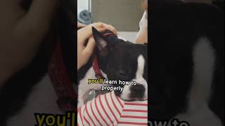 Adding a Boston Terrier to your family [upl. by Esbenshade]