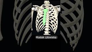 Mostek człowieka uczymy razem shorts anatomia medycyna 3d anatomy [upl. by Bancroft431]