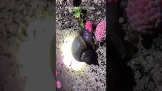 Snail is laying eggs [upl. by Mahon]