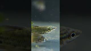 Croaking Gourami Trichopsis vittata [upl. by Essenaj]