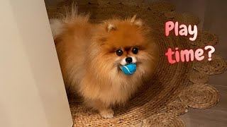 Pomeranians at 1 Energy [upl. by Inalaeham]