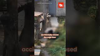 Panda Attacks Zoo Keeper in China panda china shorts youtubeshorts ytshorts viralvideo [upl. by Ocirled549]