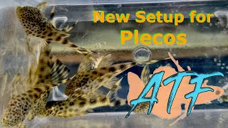 How to Setup an Aquarium for Breeding Plecos [upl. by Ahsemrak]