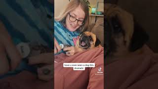 Hilarious Screaming Pug Getting Its Toe Nails Clipped 🐶😂🤣 [upl. by Nosydam]