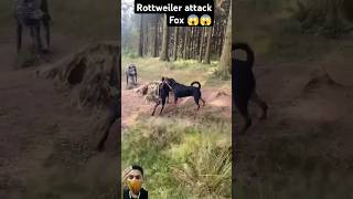 Rottweiler attack on fox in jungle 😱  Dog fighting video  shorts labrador [upl. by Ciryl926]