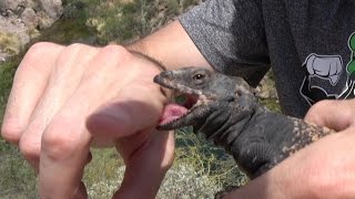 Chuckwalla Lizard Bite Hugs amp Kisses Catching Snakes amp Lizards Nature Herping Travel 4K [upl. by Bovill]