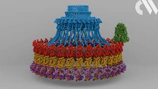 The molecular machinery that keeps bacteria on course [upl. by Ataeb]