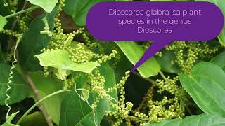 Dioscorea glabra [upl. by Baal]