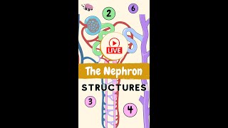 Nephron Structures Anatomy [upl. by Etnuahs]