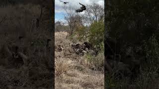 Vulture mayhem manyeleti wildlife vulture feedingfrenzy [upl. by Atiekal]