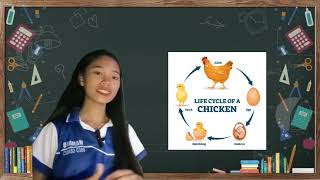 vedio lesson in science5Es The life cycle of a chicken [upl. by Spieler655]