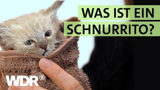 Badetag für KatzenBabys und Neustart für StraßenHunde  S02E06  Hallo Tierheim  WDR [upl. by Noelani457]