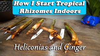 Starting Tropical Plant Rhizomes Indoors  Heliconias and Gingers [upl. by Casady]