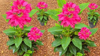 poinsettia complete care in Malayalam  Kerala garden ideas gardening garden [upl. by Akcimahs]