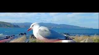 “Wellington Adventures Surfing Lyall Bay NZ’s Hidden Gem” [upl. by Ybrik]