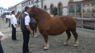 Cheval Trait breton Les concours modèles et allures 2010 Bretagne [upl. by Yhtrod]