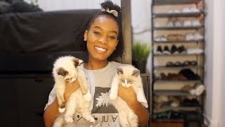 ASMR  Meet my new kittens 😊🐱 [upl. by Enirhtac]