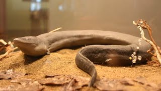 The Enigmatic TwoToed Amphiuma Secrets of the Aquatic Salamander [upl. by Suanne]