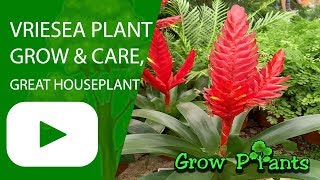 Vriesea  grow amp care great houseplant [upl. by Hellene104]