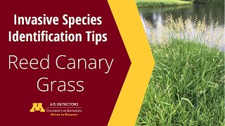 Identification Tips Reed Canary Grass Phalaris arundinacea [upl. by Nwavahs566]