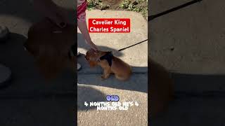 Cavalier King Charles Spanielshortvideofyp [upl. by Eetsirhc386]