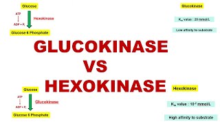 Glucokinase vs Hexokinase  Glycogenesis  Glycolytic Enzymes  Dr Ghanshyam Jangid [upl. by Alitha]