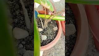 Indoor plant main Gorai plant care gardening [upl. by Nylkcaj78]