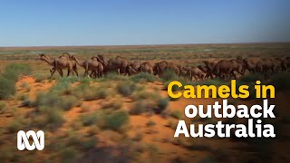 Outback camels culls and carcasses or milk and meat 🐪  Meet the Ferals Ep 8  ABC Australia [upl. by Otir]