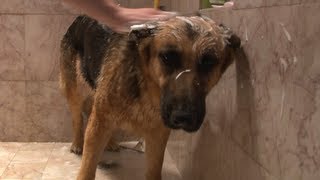 Funny Video German Shepherd Dog Gets Epic Bath Sad Cute and Very Funny [upl. by Osrock]