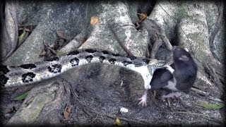 Canebrake Rattlesnake vs Rat 01  Dangerous Animals in Slow Motion [upl. by Noeht155]