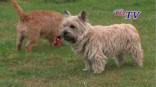 Cairn Terrier Informationen zur Rasse [upl. by Ylrebmik]